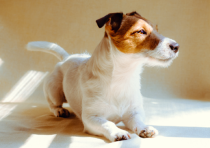 Training, Dog Training
