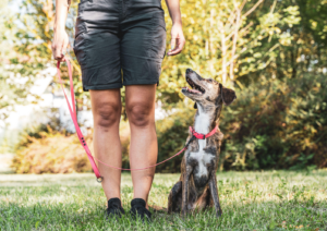 training, dog training
