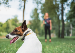 Training, Dog Training