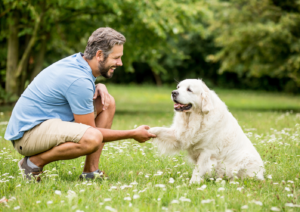 training, dog training