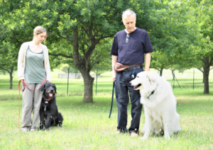 training, dog training