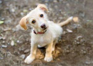 Why Dogs Need Boundaries