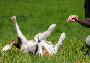 Why Dogs Need Boundaries