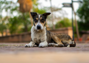 Why Dogs Need Boundaries