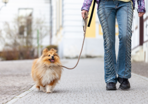 Dog obedience training