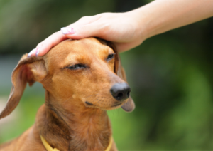 Dog obedience training