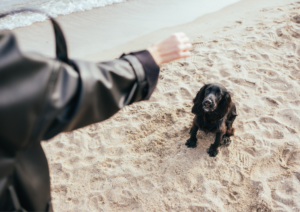 Dog training, Dog training command