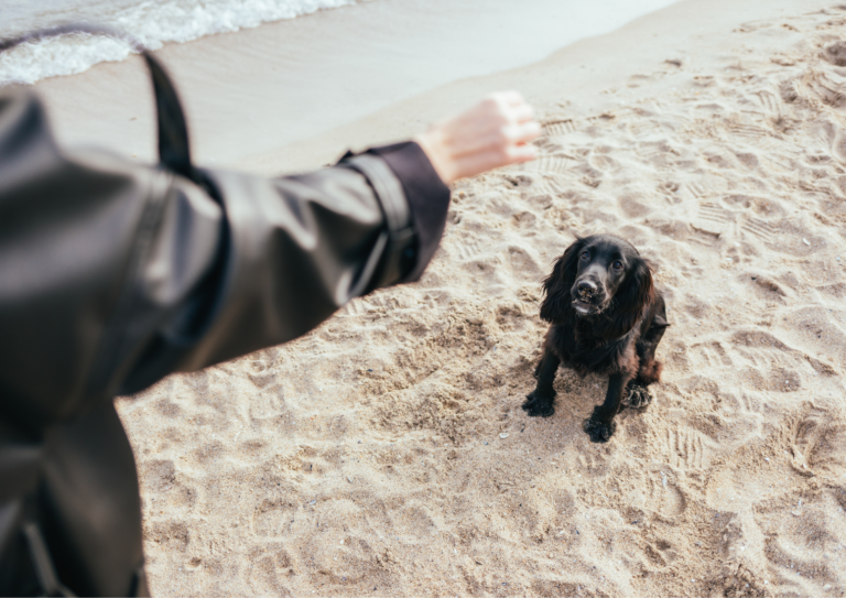 Dog training, Dog training command