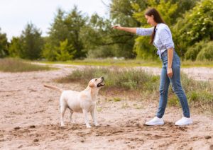 Dog training, Dog training command