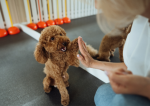 How Your Daily Routine Shapes Your Dog’s Behavior