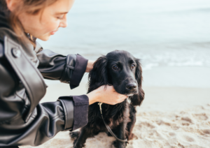 How Your Daily Routine Shapes Your Dog’s Behavior