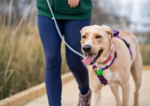 Dog training, dog beach training tips