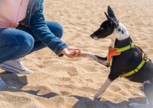 Dog training, dog beach training tips