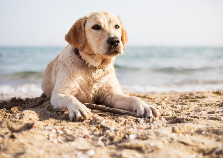 Taking Your Dog to the Beach: Dog Training Tips Every Owner Should Know