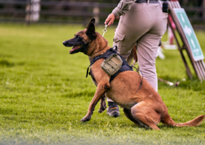 Mondioring, What is Mondioring, Dog Training