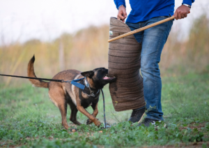 Mondioring, What is Mondioring, Dog Training