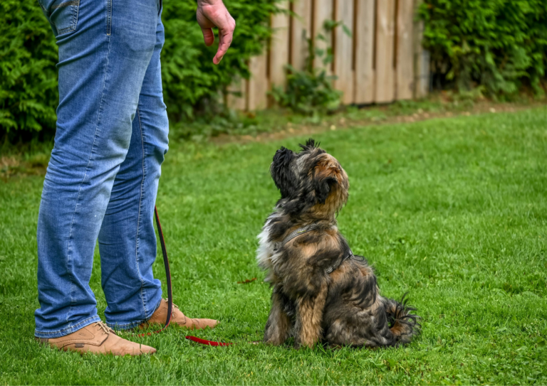 Proofing Commands, Proofing Dog Training, Dog training commands