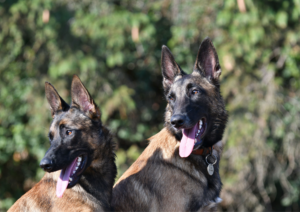 Proofing Commands, Proofing Dog Training, Dog training commands