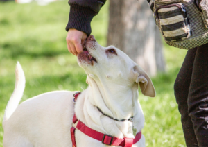 Proofing Commands, Proofing Dog Training, Dog training commands