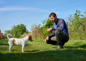 Proofing Commands, Proofing Dog Training, Dog training commands