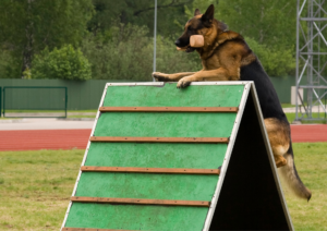French Ring, French Ring Dog Training
