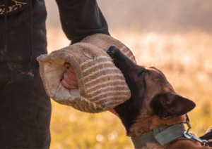 French Ring, French Ring Dog Training