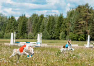 Lure Coursing, Dog Training in South West Florida, Dog Training in Fort Myers, Dog Training in Naples, Florida