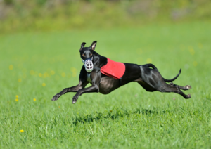 Lure Coursing, Dog Training in South West Florida, Dog Training in Fort Myers, Dog Training in Naples, Florida