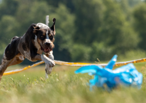 Lure Coursing, Dog Training in South West Florida, Dog Training in Fort Myers, Dog Training in Naples, Florida