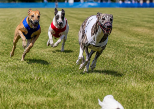 Lure Coursing, Dog Training in South West Florida, Dog Training in Fort Myers, Dog Training in Naples, Florida