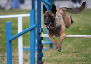 Belgian Ring, Belgian Ring Dog Sport