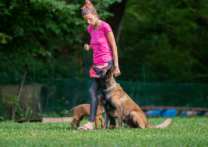 Belgian Ring, Belgian Ring Dog Sport