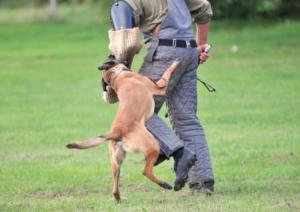 Belgian Ring, Belgian Ring Dog Sport