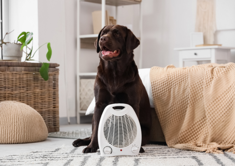 Dog Acclimation: How Long Does It Take to Adjust to a New Climate?