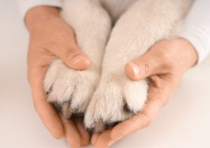 How Long Does It Take a Dog to Adjust to a New Climate?