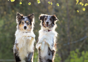 Dog Acclimation: How Long Does It Take to Adjust to a New Climate?
