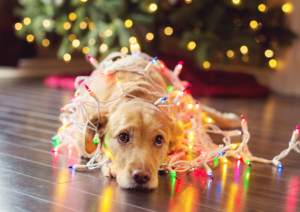 Dog Safety During Holiday, Holiday Dog