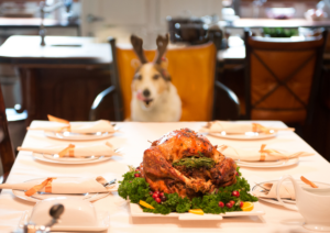 Dog Safety During Holiday, Holiday Dog