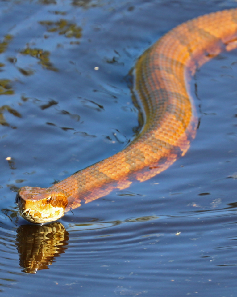 Venomous Snake in South West Florida